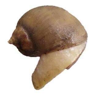 老婆脚大连海鲜捞汁假鲍鱼黏螺大黄金珍珠螺冷冻蛾螺海蜗牛甲鲍螺