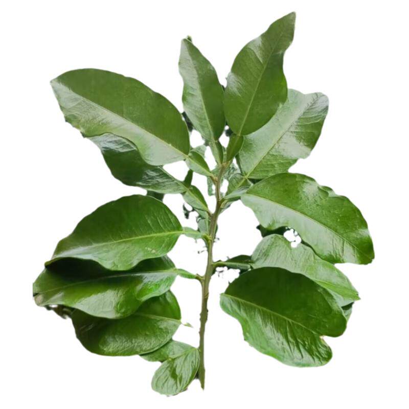 新鲜柚子叶带枝包邮乔迁新居除异味去晦气祈福转运开运沐浴纯叶子