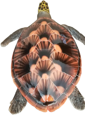 欧式仿真玻璃钢立体海龟玳瑁工艺品摆件大堂酒店客厅纯手工装饰品