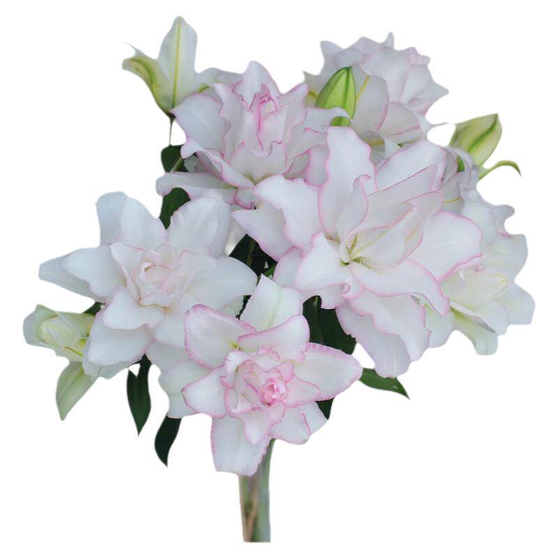 重/单瓣香水百合云南昆明鲜切花供佛水养家庭云南直发鲜花顺丰A级