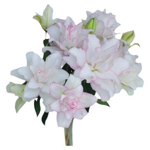 重瓣香水百合云南昆明鲜切花供佛家庭插花云南直发鲜切花顺丰快递