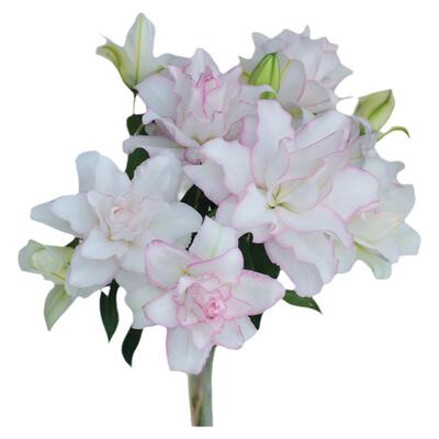 云南基地直发香水百合花