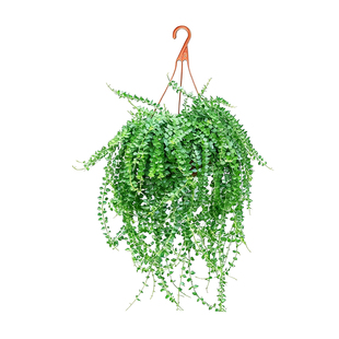 百万心吊兰盆栽室内阳台多肉耐旱好养植物藤蔓爬藤垂吊类花卉绿植