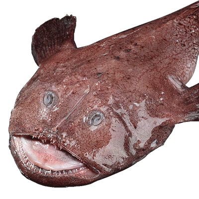 顺丰特大安康鱼免处理保留鱼肝