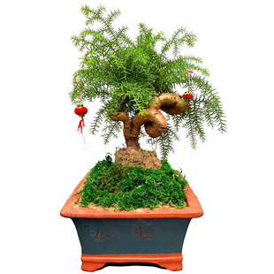 澳洲杉植物水培盆栽不老松南洋杉盆景长青室内客厅造型物净化空气