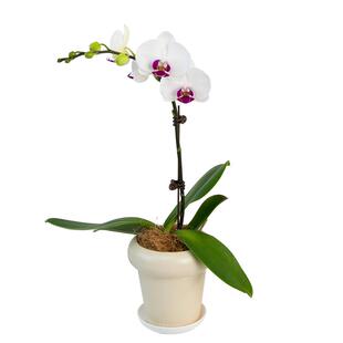 种花的大象蝴蝶兰盆栽带花苞花剑洋兰花室内客厅花卉年宵花植物