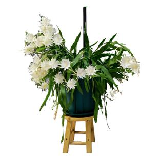 小叶昙花盆栽带花苞花卉植物阳台室内花苗好养活四季绿植垂挂老桩