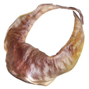 天然甲鱼水鱼团鱼裙边唇边干货煲汤焖煮炒营养好味道100-15头靓货