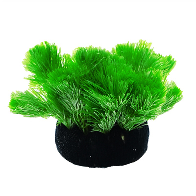 绿菊水草坨草鱼缸造景好养增氧