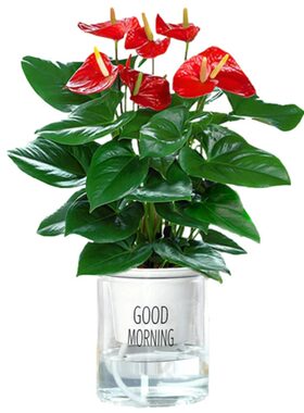 水培红掌白掌盆栽花卉植物室内花红掌绿植盆栽新手好养带花发货