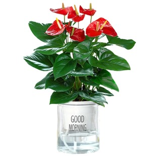 红掌盆栽花卉植物室内花水培红掌绿植盆栽新手好养带花发货