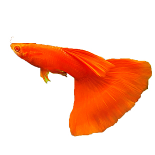 血红孔雀鱼美国全红缎带精品大尾巴稀有赛级怀孕母鱼临产水草缸鱼