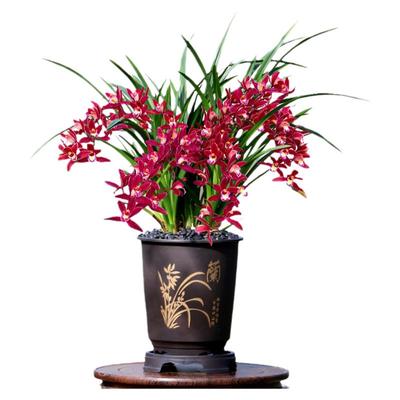 翁源兰花大花蕙兰富贵临门带花香