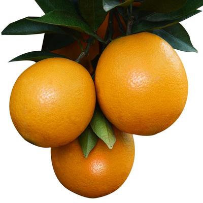 新鲜赣南脐橙赣州直发