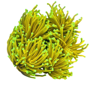 火柴头珊瑚火彩头珊瑚集合海水珊瑚缸活体生物