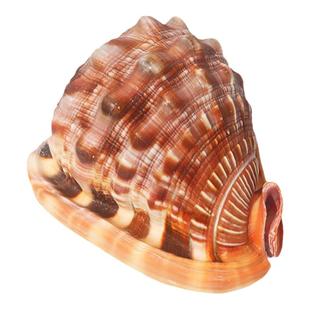 万宝螺天然超大海螺贝壳四大名螺礼品鱼缸造景水族装饰品摆件包邮