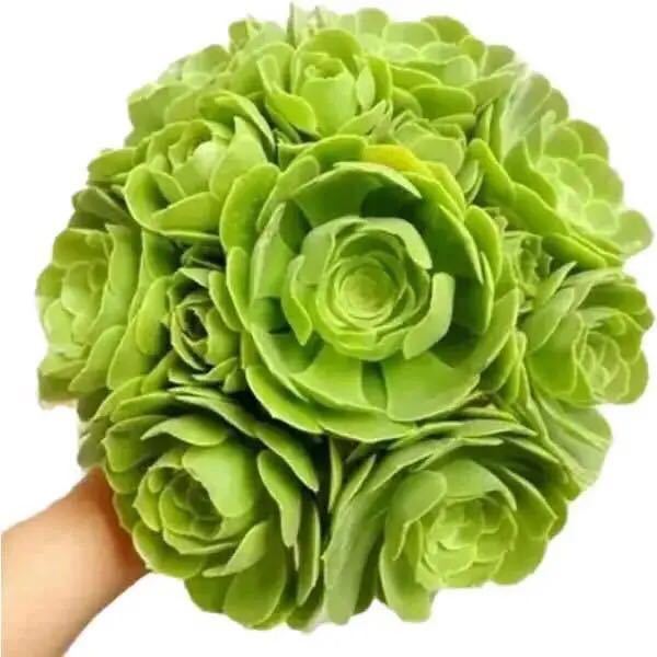 黑法师多肉老桩特价超大多头优选多肉植物组合盆栽室内清仓甩卖怎么看?