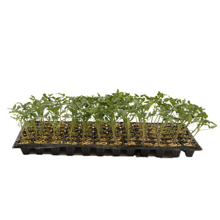 菜苗育苗穴盘穴盆阳台种菜育盒托盘西瓜草莓秧苗蔬菜50穴加厚苗盘