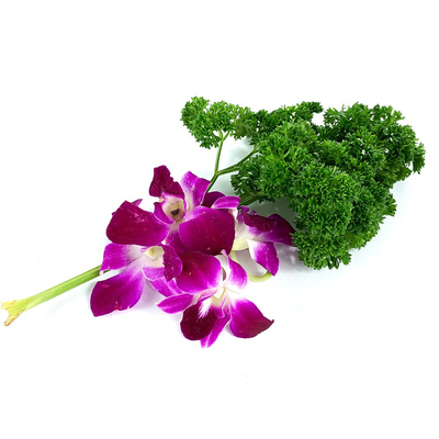 新鲜杨兰花法香荷兰芹摆盘装饰