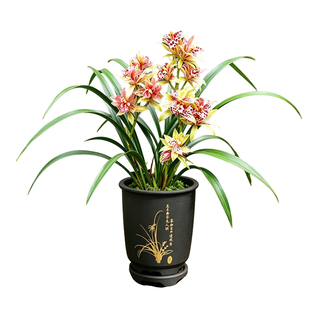 兰花苗四季建兰富山奇蝶奇花浓香带花苞盆栽室内桌面好养绿植花卉
