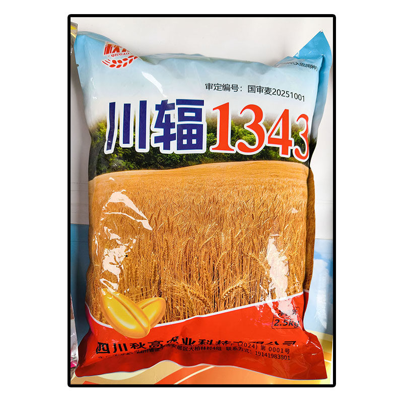 川辐1343袋原装小麦种子白色颗粒