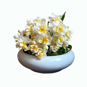 漳州水培水仙花种球种子冬季花卉盆栽单瓣复瓣重瓣黄花黄金多品种