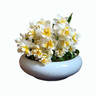 漳州水培水仙花种球种子冬季花卉盆栽单瓣复瓣重瓣黄花黄金多品种