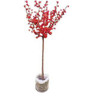 家居庭院绿植绿梅 白梅树苗 白色梅花苗 可盆栽 观花植物树苗