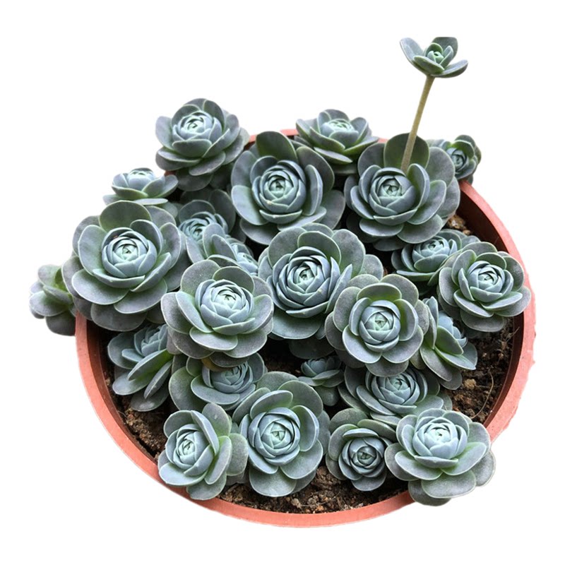 精品多肉植物组合盆栽子持莲华