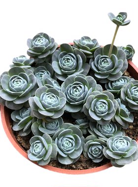 精品多肉植物组合盆栽子持莲华