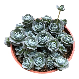 多肉植物组合盆栽子持莲华小球玫瑰锦群生老桩室内稀有多肉好养活