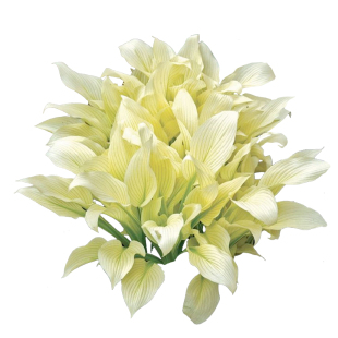 种花王大爷 玉簪白羽盆栽植物绿植花叶好养多年生庭院阳台耐阴
