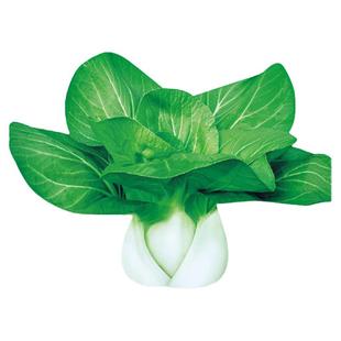 矮脚黄奶白菜种子小白菜青菜油菜黑叶种籽秋季冬季四季孑菜籽