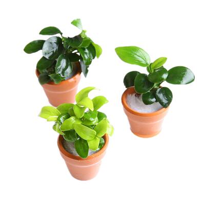 定植水草直接摆放荷兰风网红造景