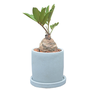 PHYSIS 墨西哥铁美叶铁树凤尾蕉四季常绿桌面小盆景新奇植物盆栽