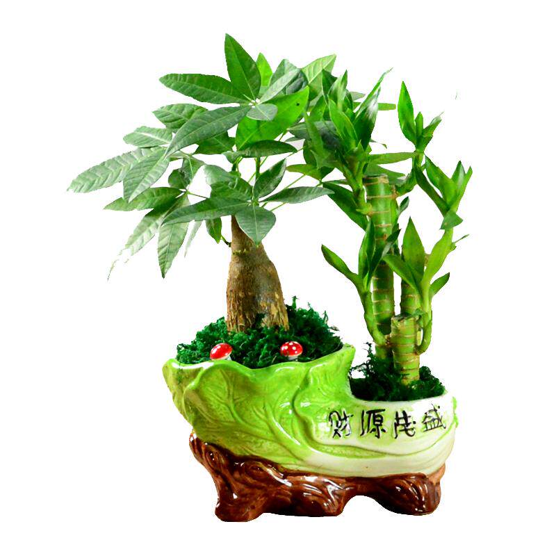 发财树富贵竹节节高绿植盆栽室内办公室客厅摆件植物花卉盆景