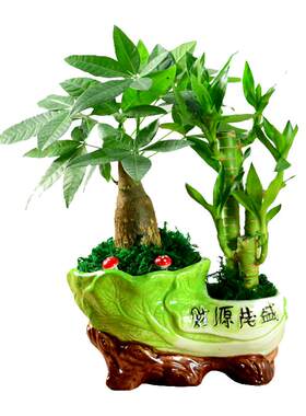 绿植富贵竹节节高防辐射发财树
