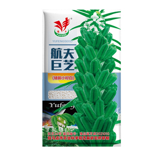 芝麻种子高产高油早熟航天一条鞭白芝麻种子春夏季种植黑芝麻种籽