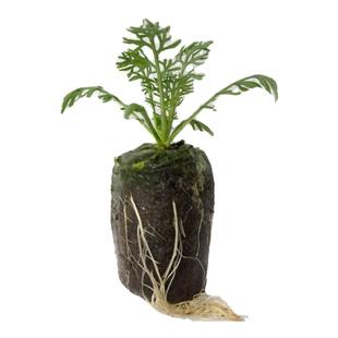 正宗可食用德国罗马洋甘菊Chamomile幼苗阳台庭院花卉植物抗过敏