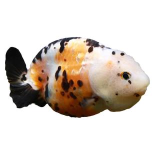 兰寿金鱼小尾精品玉兔黑寿奶牛红牛观赏鱼三色好养赛级兰寿鱼苗