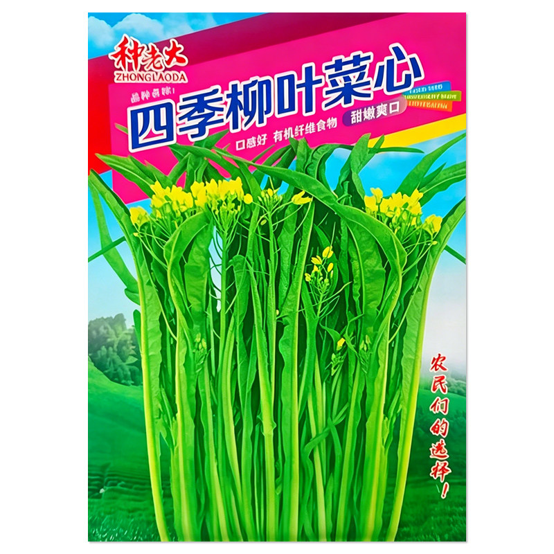 四季柳叶菜心种子蔬菜种子