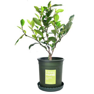 千鸟花含笑花苗盆栽室内浓香型四季花卉植物庭院阳台十里飘香耐寒