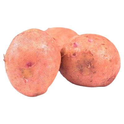 红皮土豆宁夏隆德蔬菜
