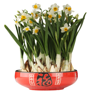 【整箱】水仙花种球水仙重瓣花室内冬季花卉水培盆栽漳州水仙花球