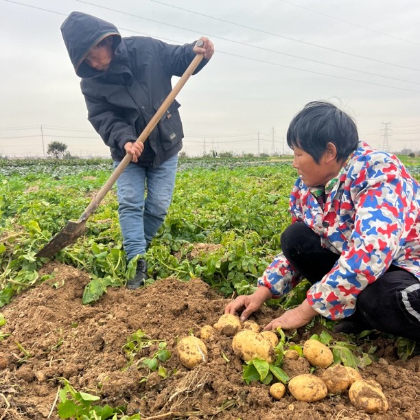 湖北孝感农家牛粪种植新鲜黄心土豆粉糯马铃薯洋芋黄心洋芋
