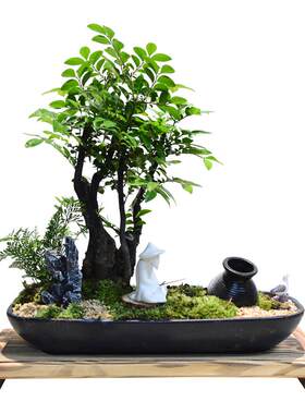 小叶紫檀盆景黑骨茶四季常青书房