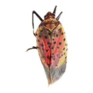 真昆虫未整姿斑衣蜡蝉标本材料手工DIY原虫标本手工DIY材料