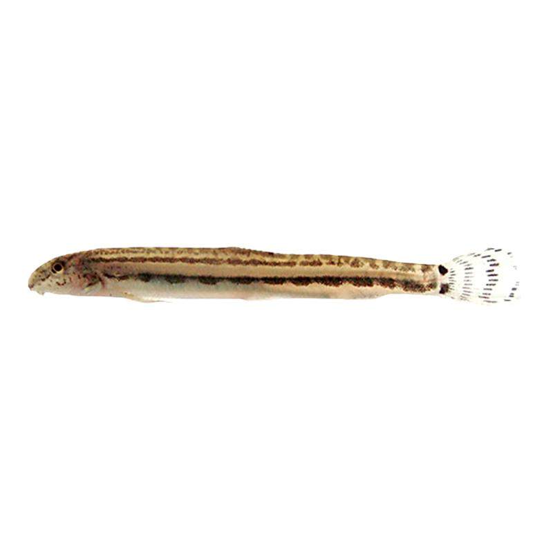 中华花鳅小型冷水泥鳅淡水观赏鱼翻砂神奇招财风水鱼花斑泥鳅活体