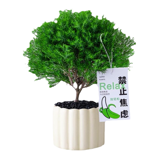 雾凇放青松绿植放轻松植物好养活四季办公室桌面工位绿植室内盆栽