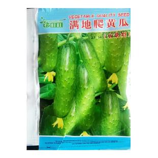 高产旱满地爬黄瓜种子苗籽种小青瓜四季水果蔬菜种孑春夏秋阳台